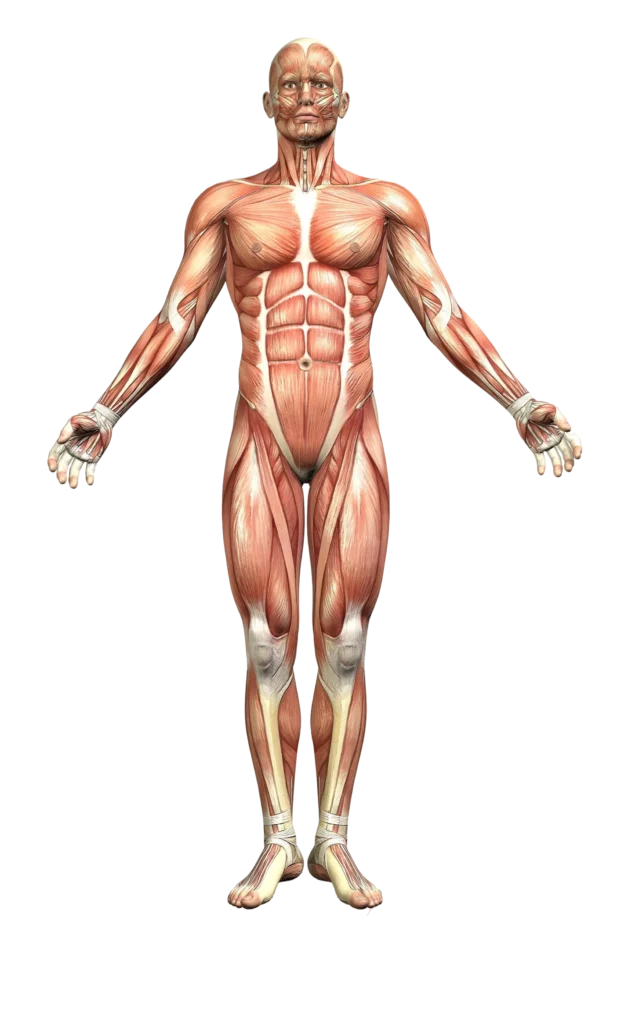 Types Of Injuries From T Bone Crashes